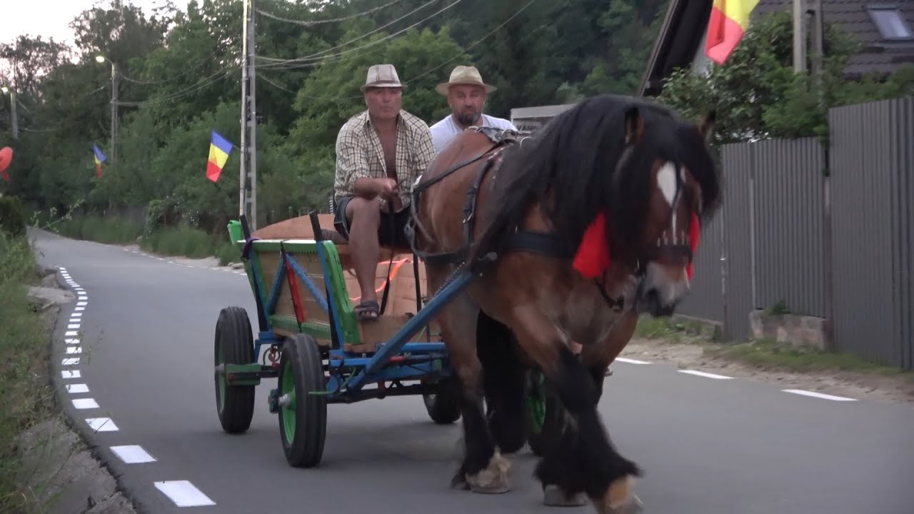Armasarul lui Mircea de la Floresti, Cluj - 2022 Nou!!!