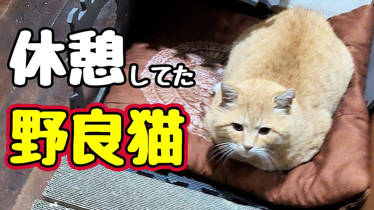 いつのまに…【野良猫】