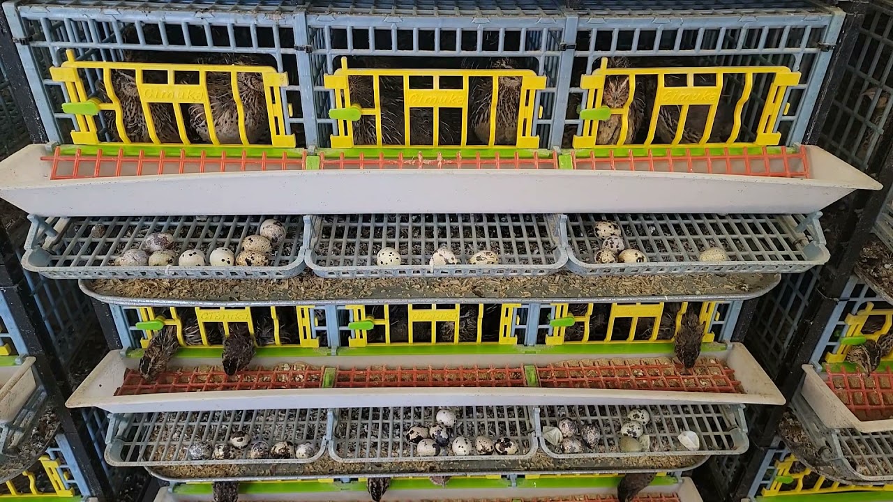 Hatching Time Cage Review