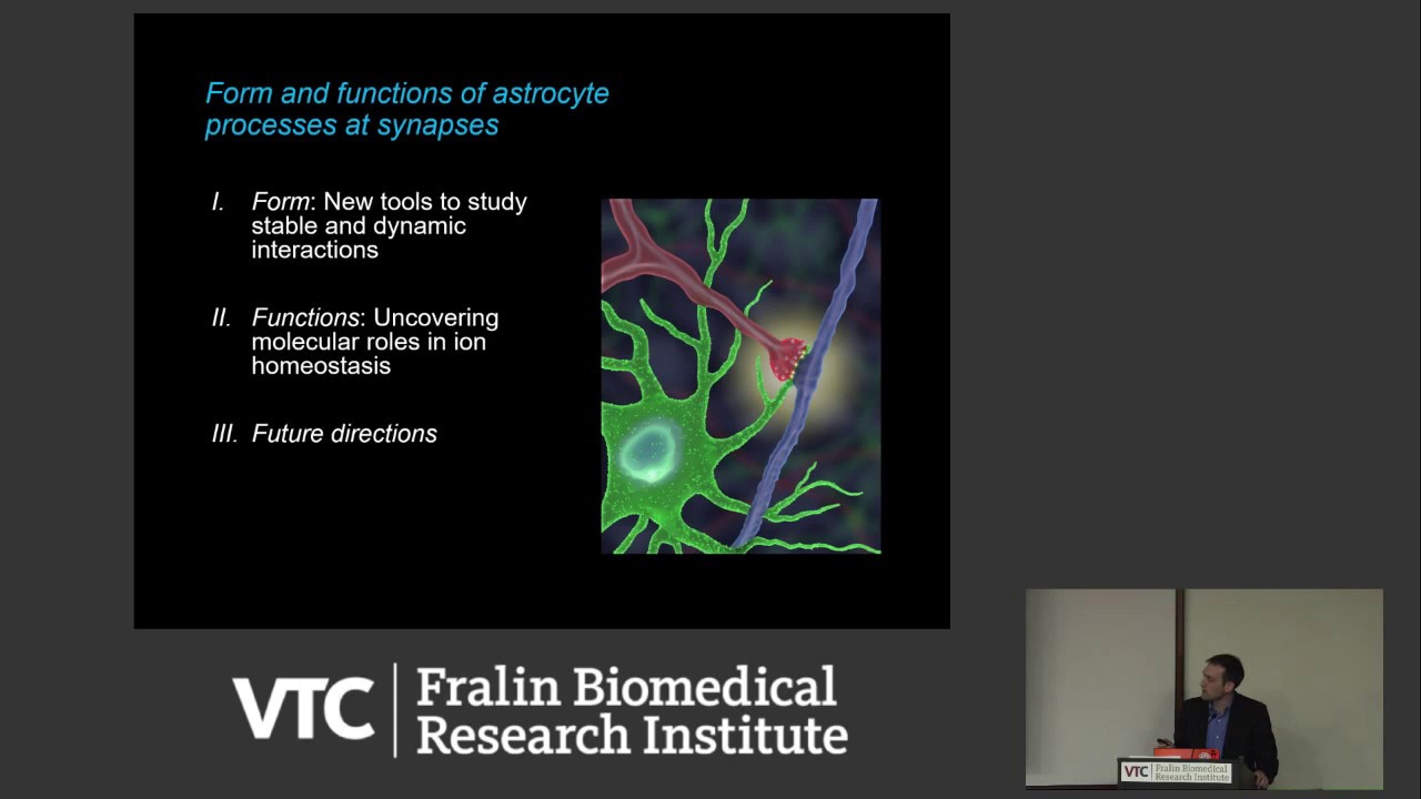 Astrocytes: New Tools Reveal Unexpected Biology