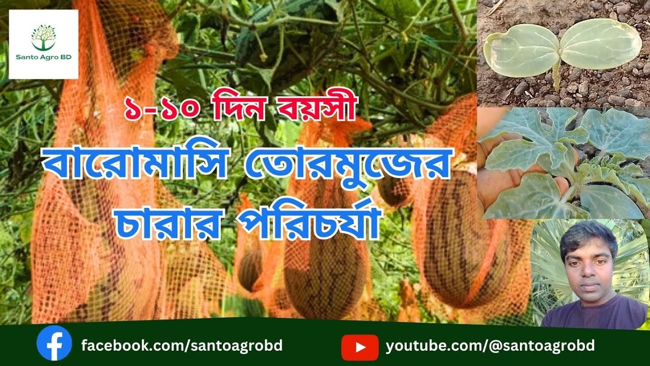 তোরমুজের ছোট চারার যত্ন|বারোমাসি তোরমুজ চাষ পদ্ধতি | আধুনিক পদ্ধতিতে তরমুজ চাষের উপায় |Santo Agro BD