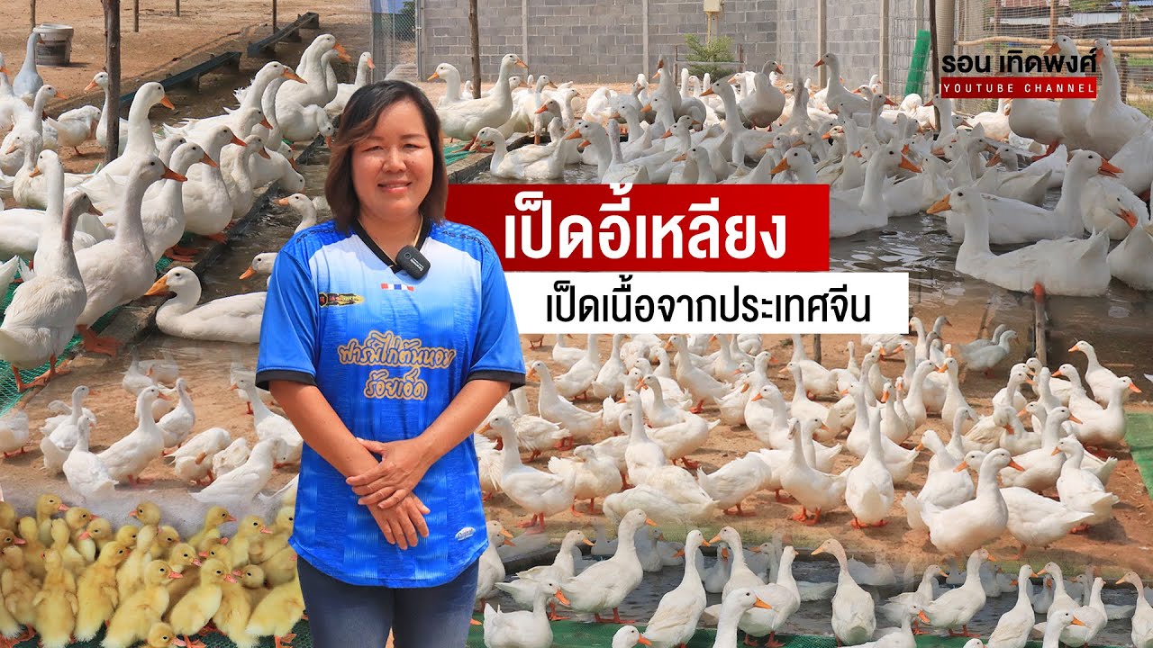 เป็ดอี้เหลียง (Yi-Liang Duck) เป็ดเนื้อจากประเทศจีน เลี้ยงง่าย ไข่ดก โตไว เนื้อมีกลิ่นหอม