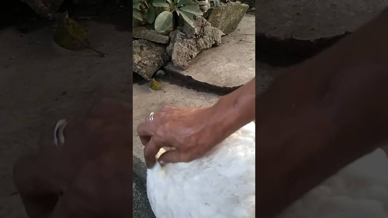 Si Chicy ang 45dàys nà Manok 