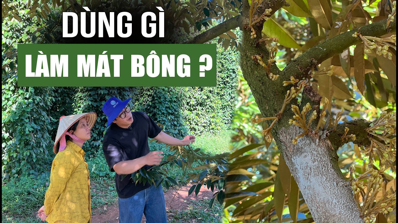 KỸ THUẬT RƯỚC MẮT CUA VÀ DƯỠNG BÔNG
