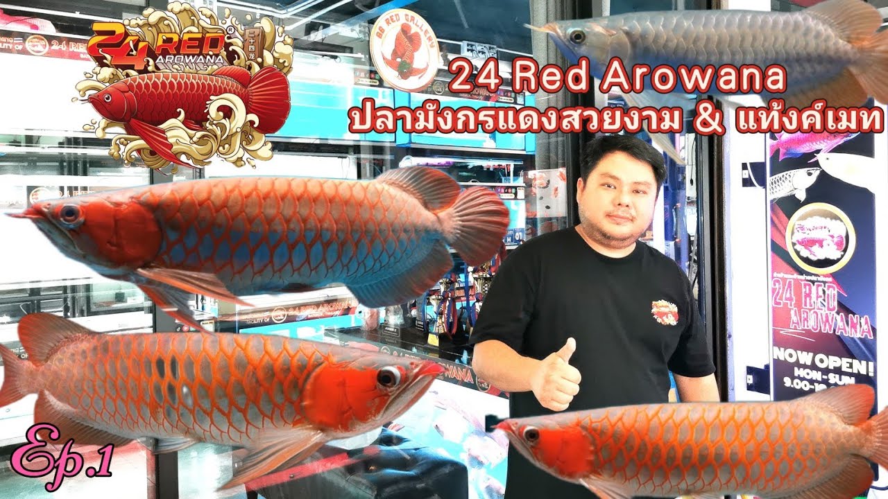24 Red​ Arowana​ ปลามังกรแดง​สวยงาม​ &​ แท้งค์​เมท​🐟Ep.1