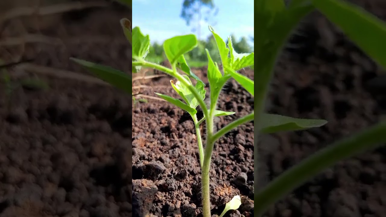 I live organic tomato 🍅