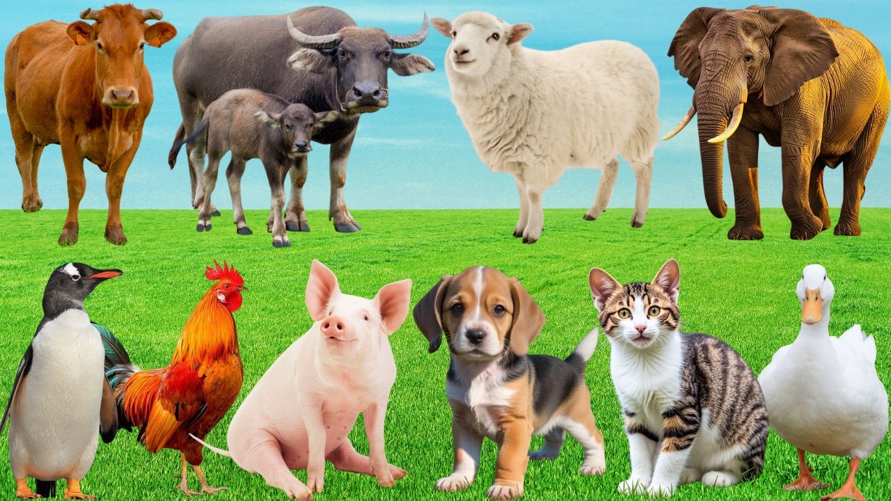 🎶Đồng Quê Hóa Thành Sân Khấu Dễ Thương – Bò, Gà, Chó & Mèo 