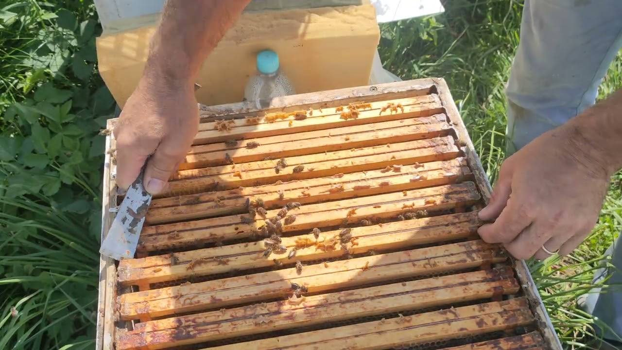 Jak czerwią matki od Zbyszka? Odparowywuje KWAS MRÓWKOWY.(6.08.2025)