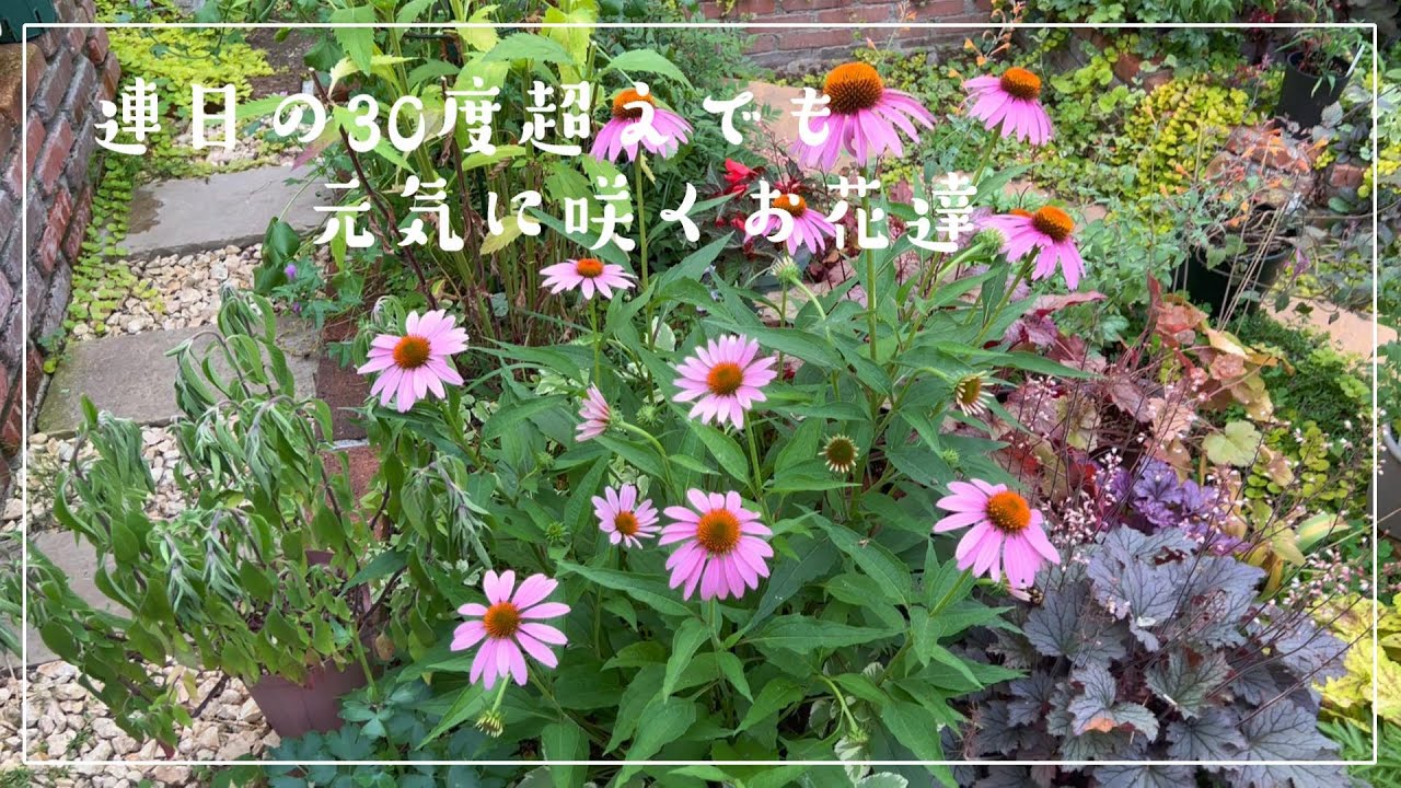 [お花紹介] 夏の花 連日の30度超えでも元気に咲くお花達 2025