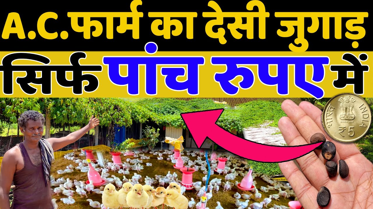 50,000 का काम करो, सिर्फ 5 रूपए मैं | DESI JUGAAD POULTRY FARMING | INDIAN FARMER
