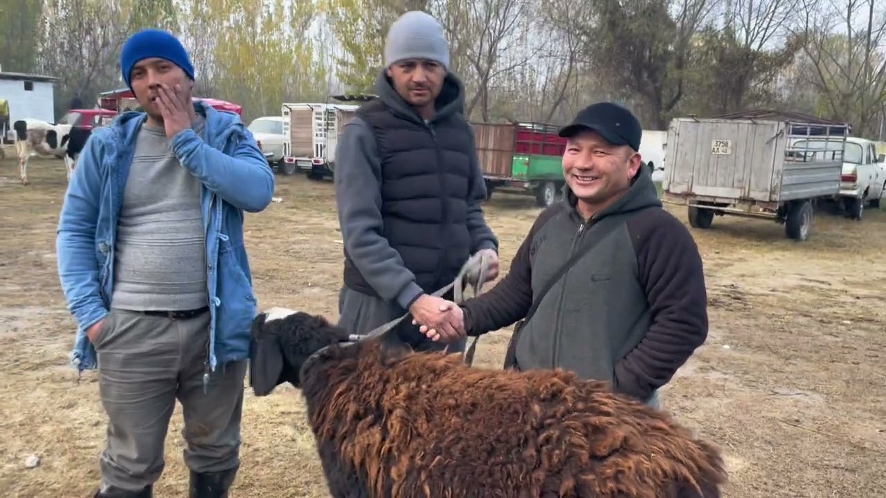 Куштепа Кумтепа куй Бозори Нархлари🤝