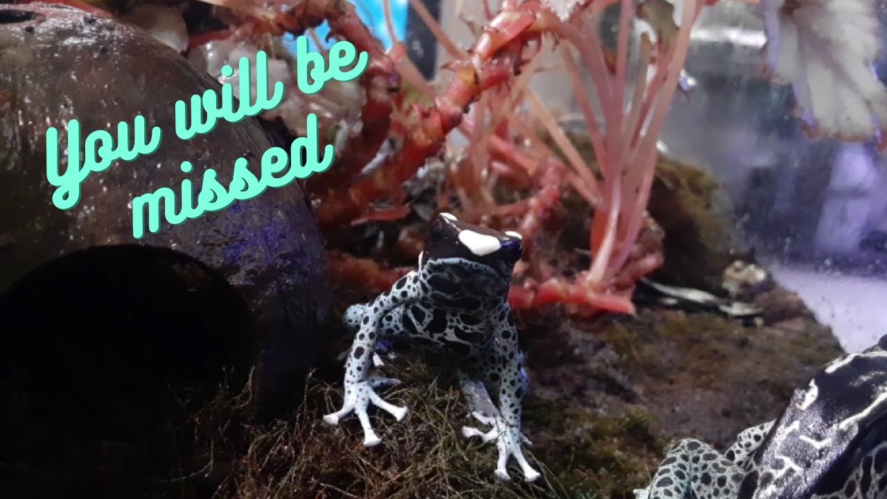 My Frog Died
