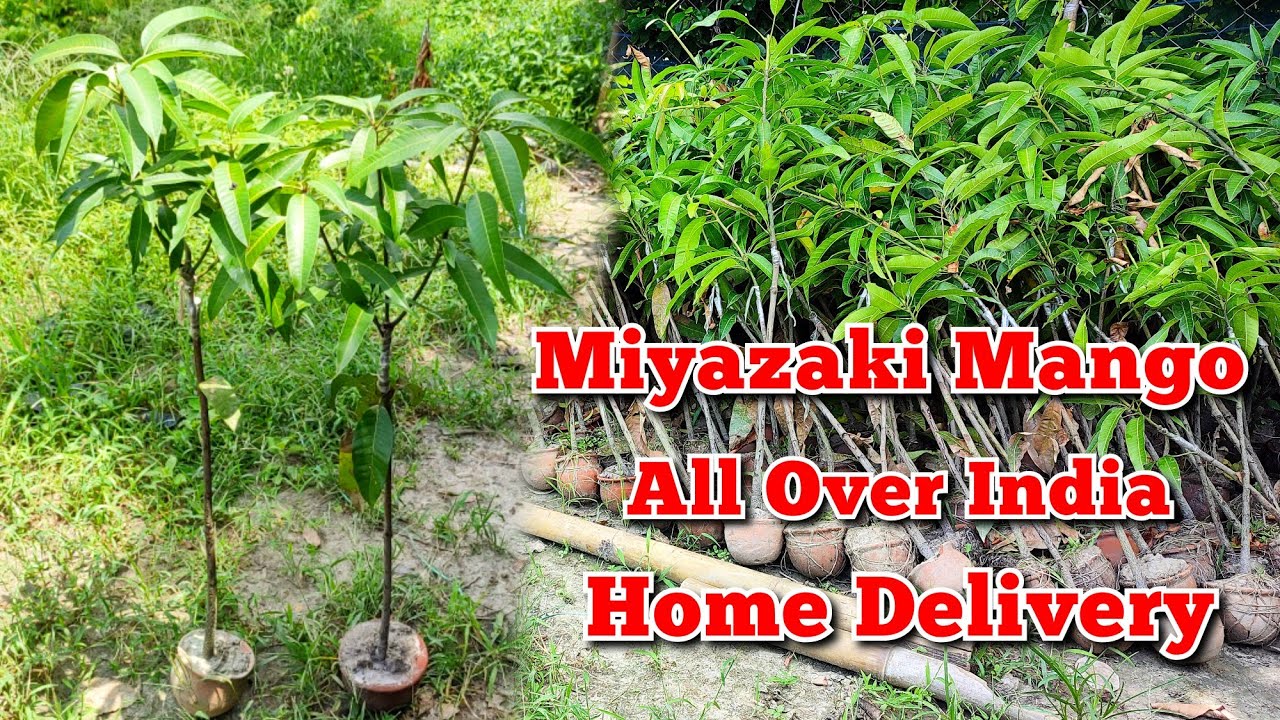 Miyazaki Mango Plant All Over India Home Delivery Available || @fruitplantnursery4128