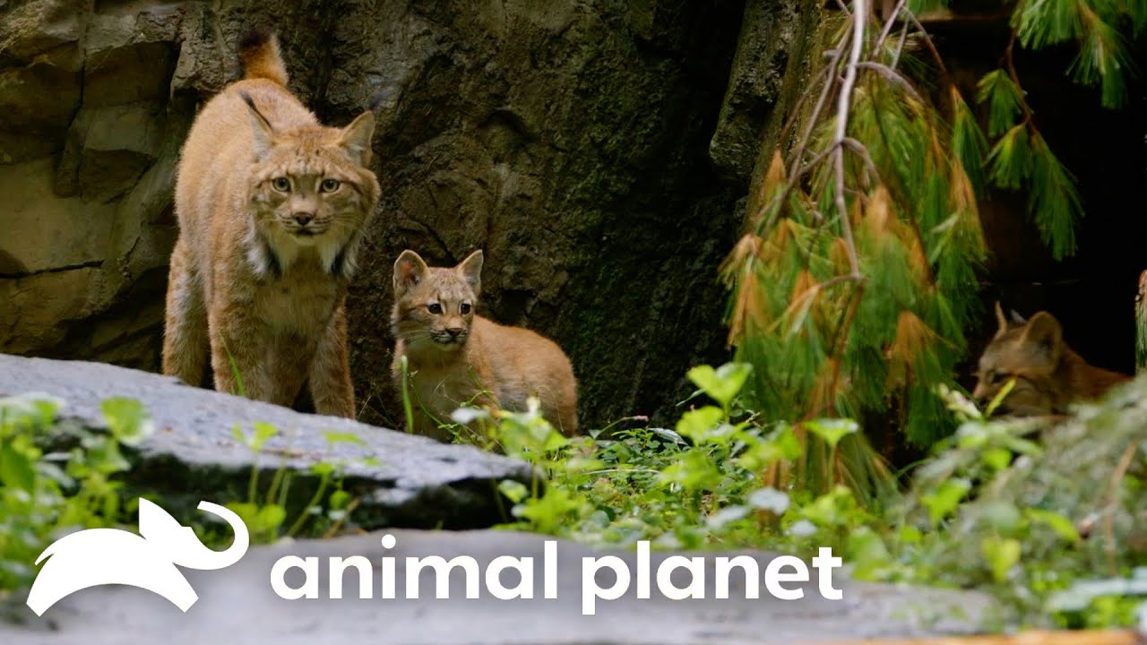 Magnificent Zoo Animals | The Zoo | Animal Planet