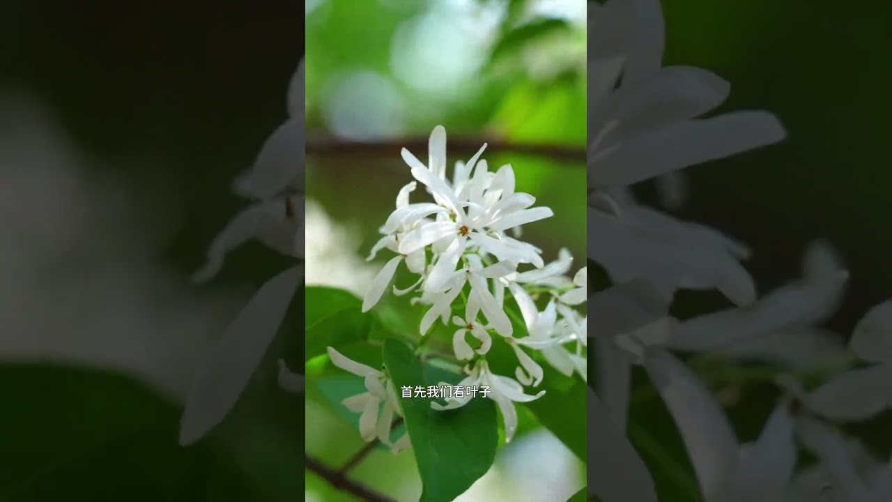 流苏树开花，怎样区分雌雄 #流苏花  #流苏树  #自然奇境科普季   #内容启发搜索  #流苏树开花了