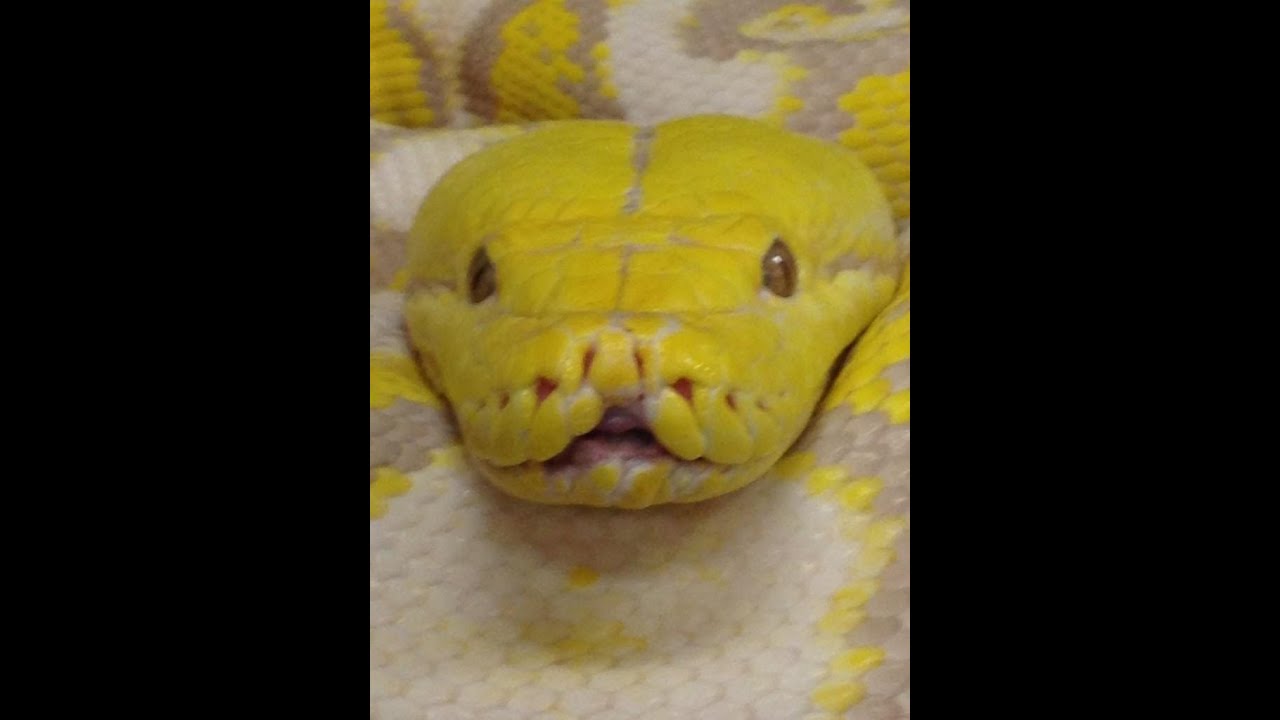 Snakes and Reptiles Made Simple : SnakeBytesTV