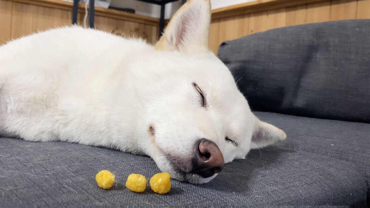 잠자는 강아지 앞에 간식이 있다면?