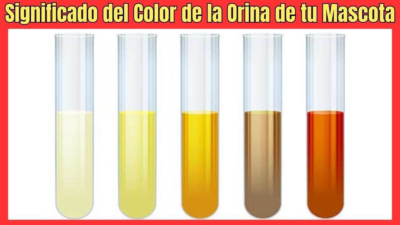 💘 SIGNIFICADO DEL COLOR DE LA ORINA DE MI PERRO O GATO 👉👉 (AMARILLO, ROJO, NARANJA, NEGRA, ROSADA..)