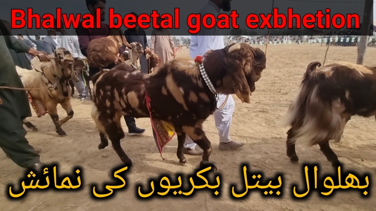 Bhalwal beetal goat exbhetion jhelum || بھلوال بیتل بکری نمائش جہلم #onlinebakramandi  #bhalwalgoat