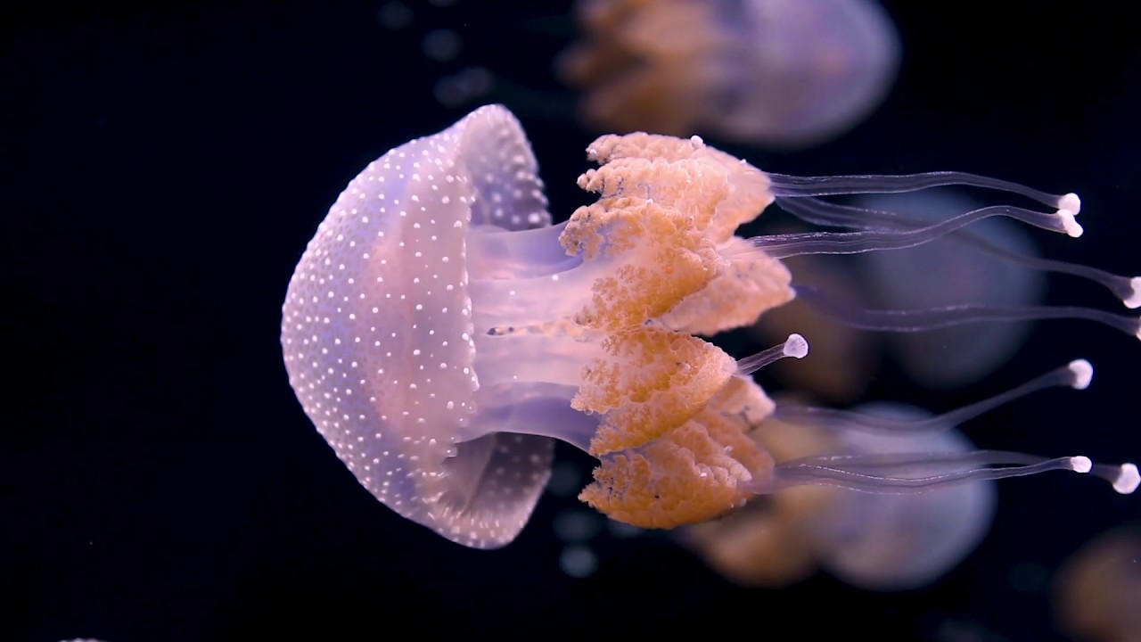 Underwater Beauty: Spotted Jellies