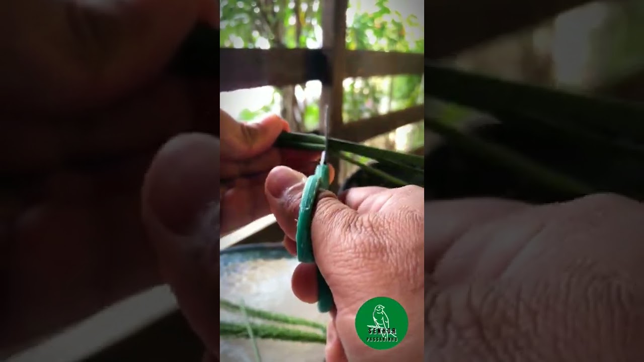 Preparando o pend&atilde;o para o papinha #manejo #papacapim #coleiro