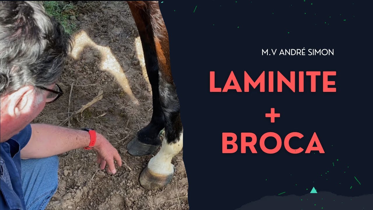 Cavalo com LAMINITE e BROCA, como resolver esses dois problemas juntos?