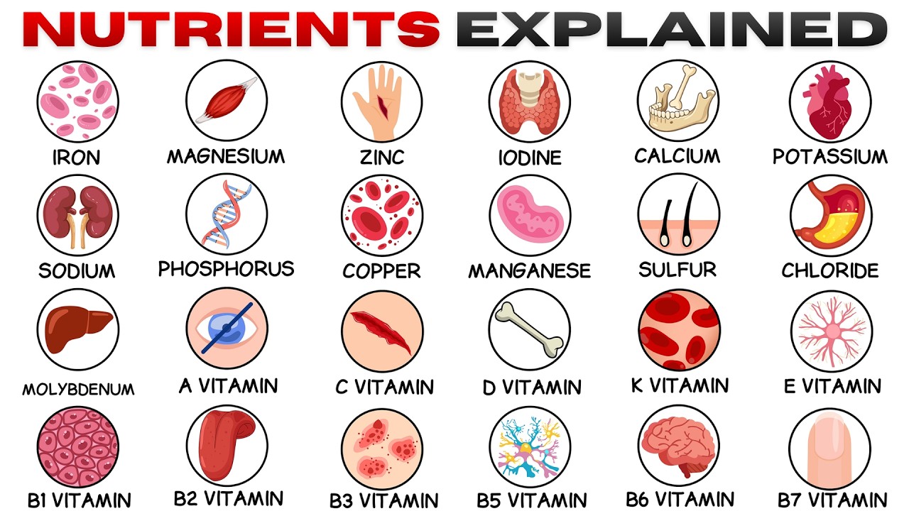 Every Nutrient & It's Effects Explained