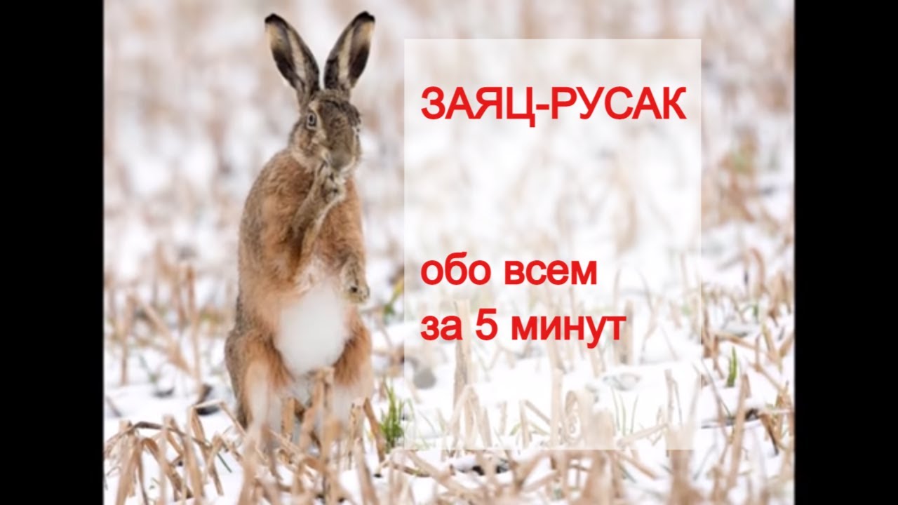 ЗАЯЦ-РУСАК (Lepus europaeus). Энциклопедия дикой природы