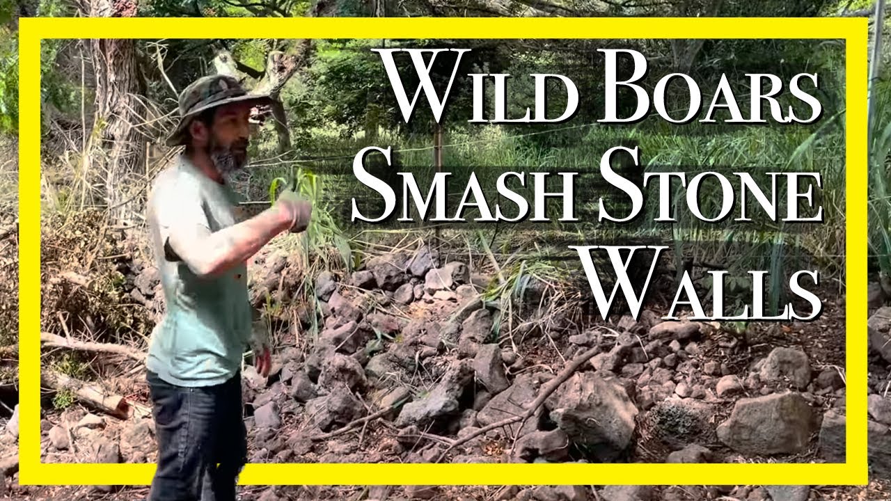 Wild Boars Smash Stone Walls.​​ The Art of Dry Stack | Live Big #89