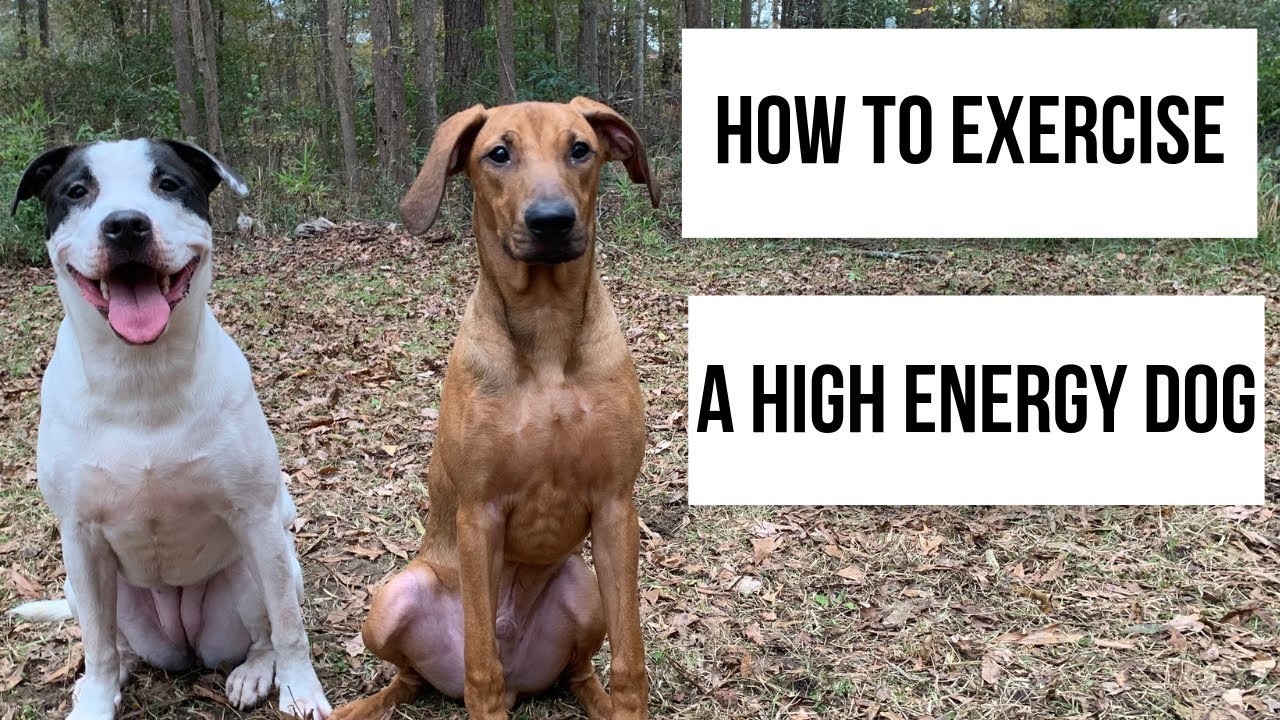 The BEST WAY to exercise a HIGH ENERGY DOG!