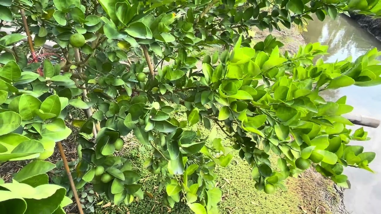 สลับสูตรปุ๋ยบำรุงมะนาว เร่งบำรุงมากไปก็ไม่ดี