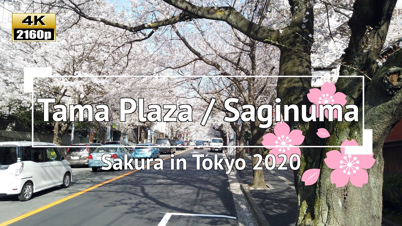 [4K] Japan - Sakura (Cherry Blossoms) in Tokyo 2020: Tama Plaza Station & Saginuma Station