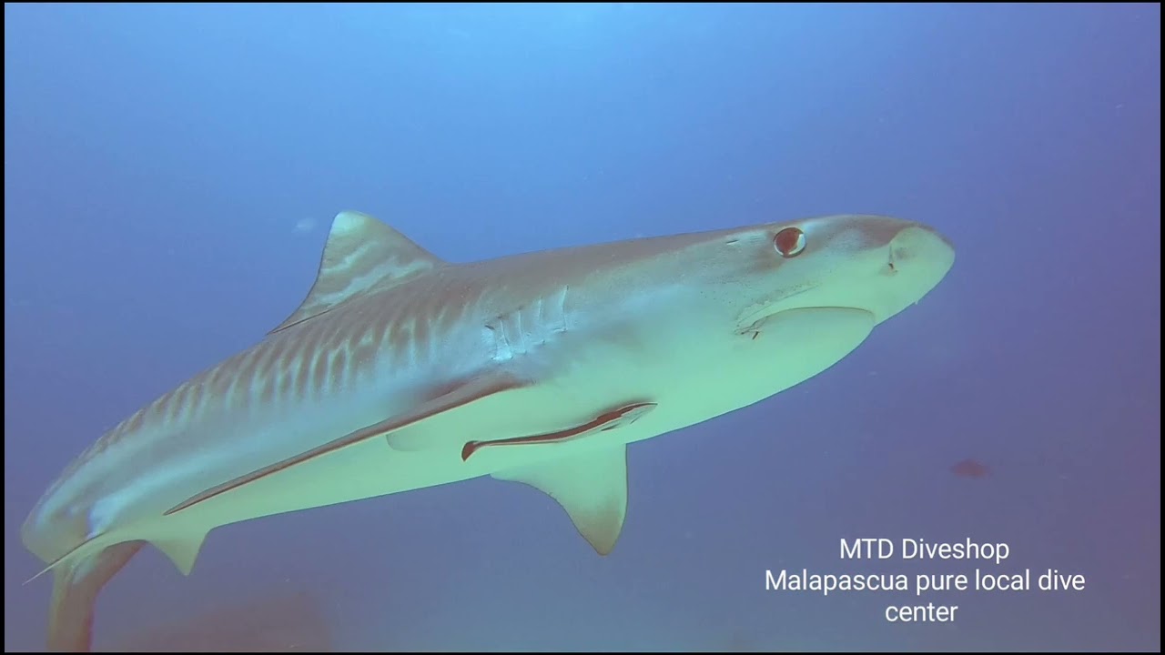 Tiger Shark of Monad Shoal Malapascua Island Cebu Philippines