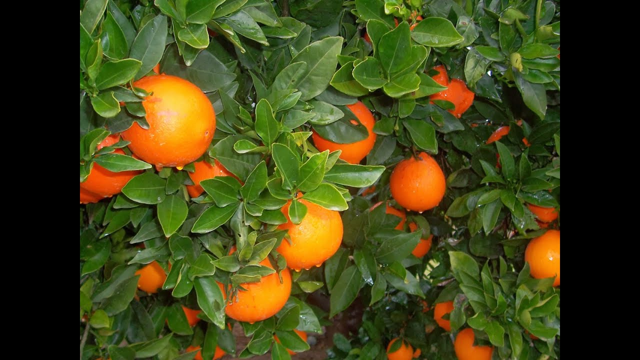 Características y Manejo de Cultivos de Cítricos - TvAgro por Juan Gonzalo Angel