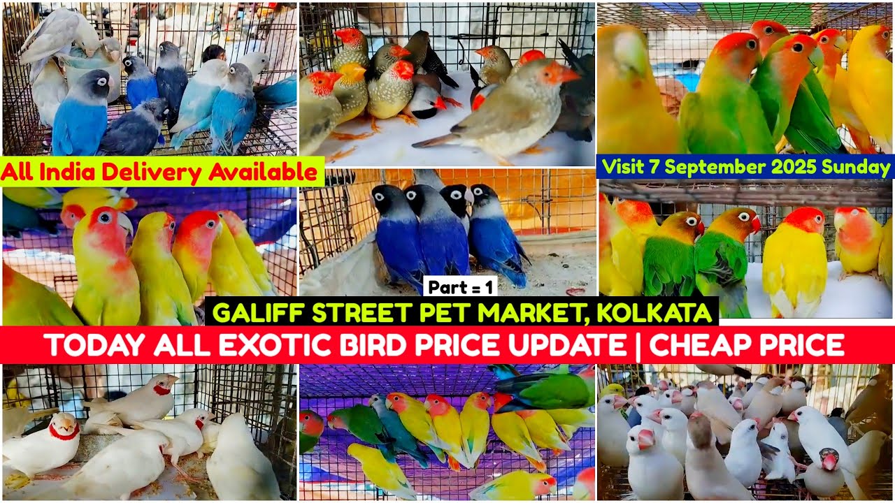 Kolkata Bird Market | Exotic Bird Price Update | Galiff Street Pet Market | 07/09/2025 |Chepset