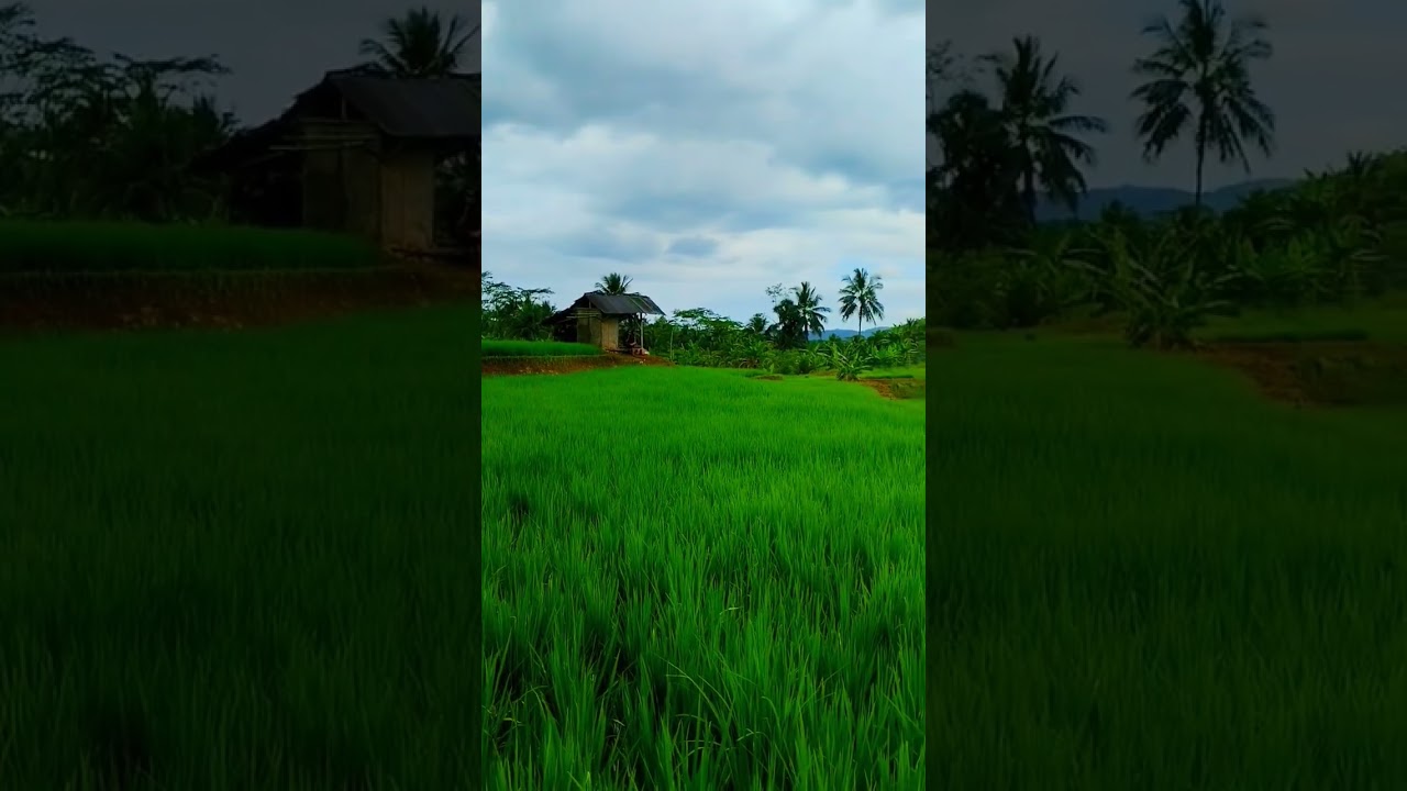 SURGA NYA TANAH PEDESAAN ORANG2 nya ramah dan penuh Canda #pedesaan