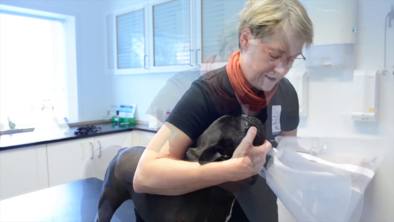 BUSTER Dog Collar for Brachycephalic Dogs - Kruuse