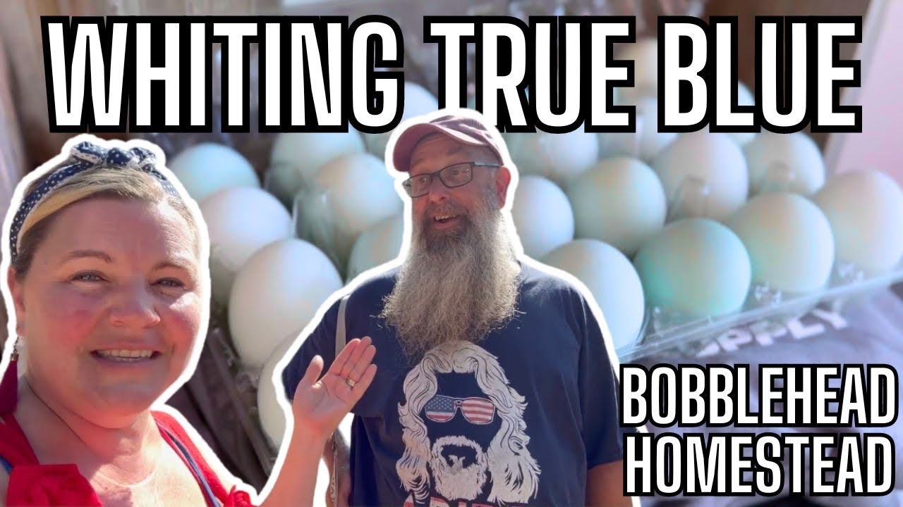 Hatching @Bobblehead Homestead  Whiting True Blue Chicks | Start To Finish| Groovy Egg Farms Blue Egg