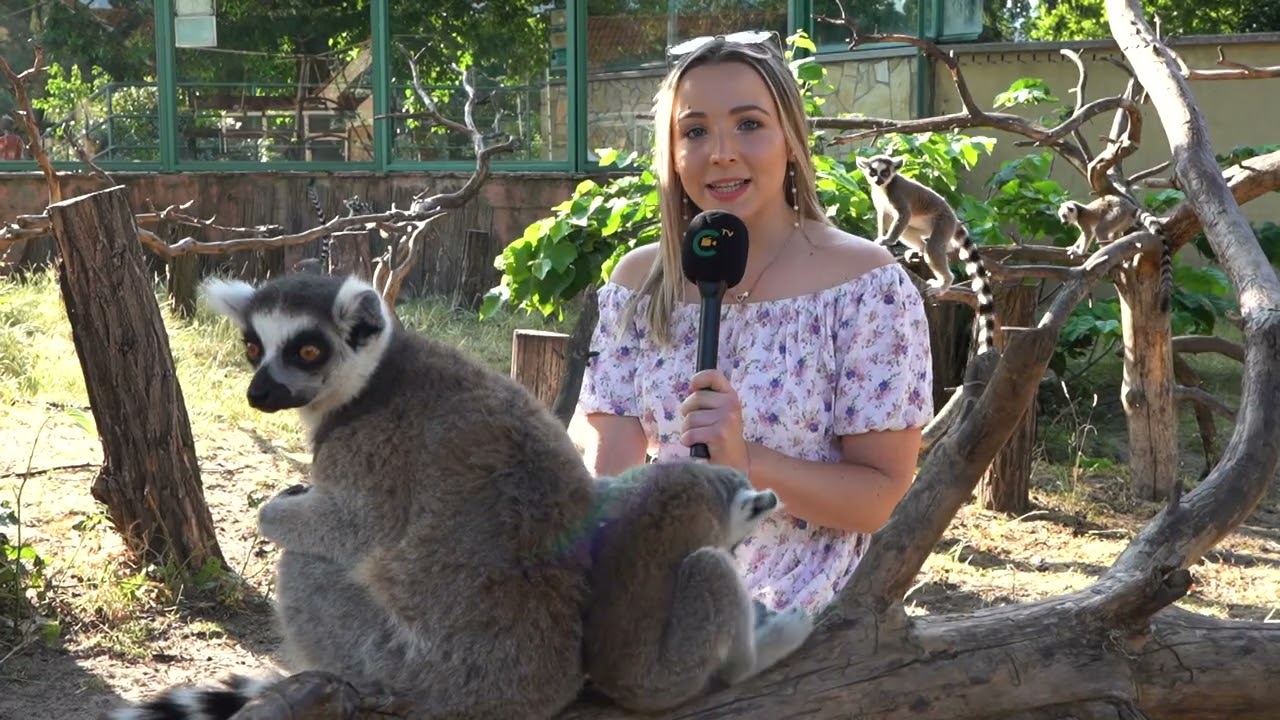 Új lakók és nyári élmények is várnak a Zoo Debrecenben