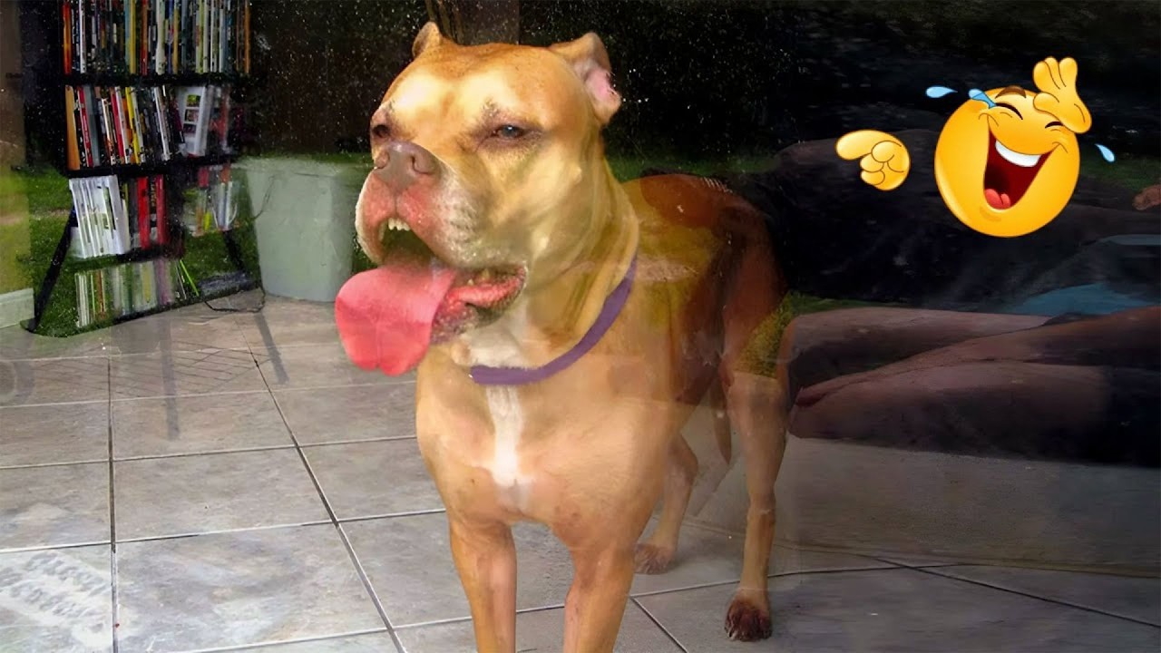HILARIOUS DOGS Being Weird 🤪 NEW Funniest Dogs Video 2026