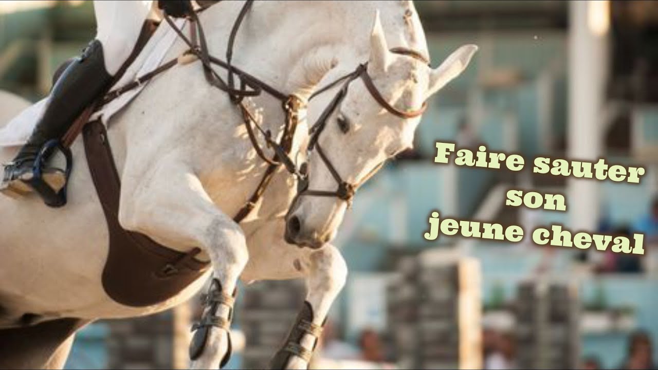 Faire sauter son jeune cheval pour la première fois [Analyse]
