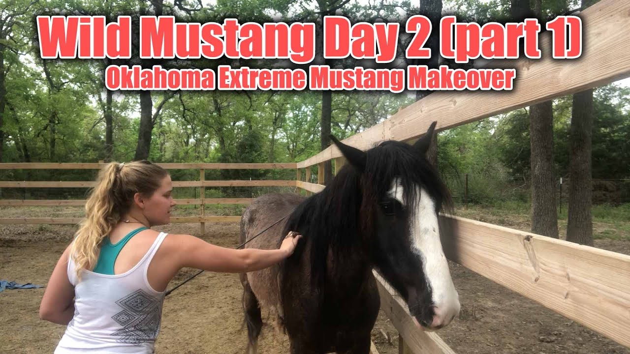 Wild Mustang Day 2 (Part 1) | 2021 Oklahoma Extreme Mustang Makeover Ep. 4
