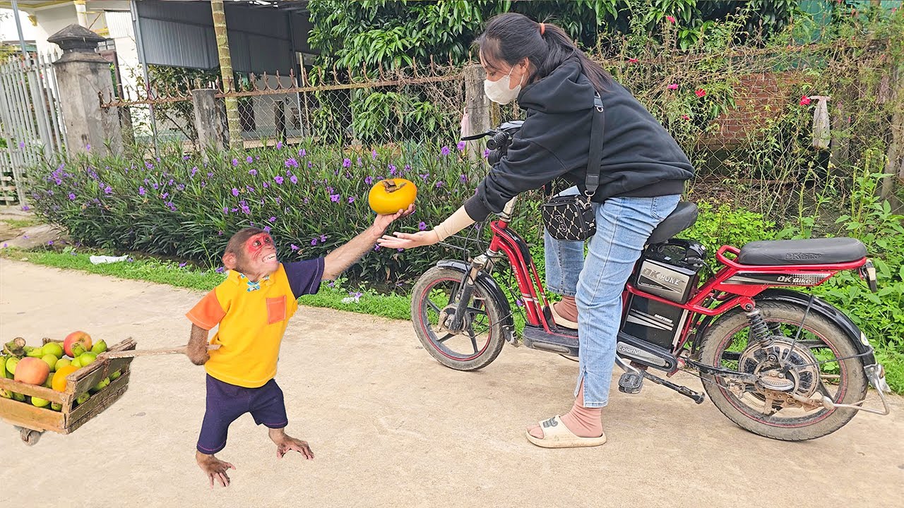 The world's smartest monkey Su returns lost items to their owners!