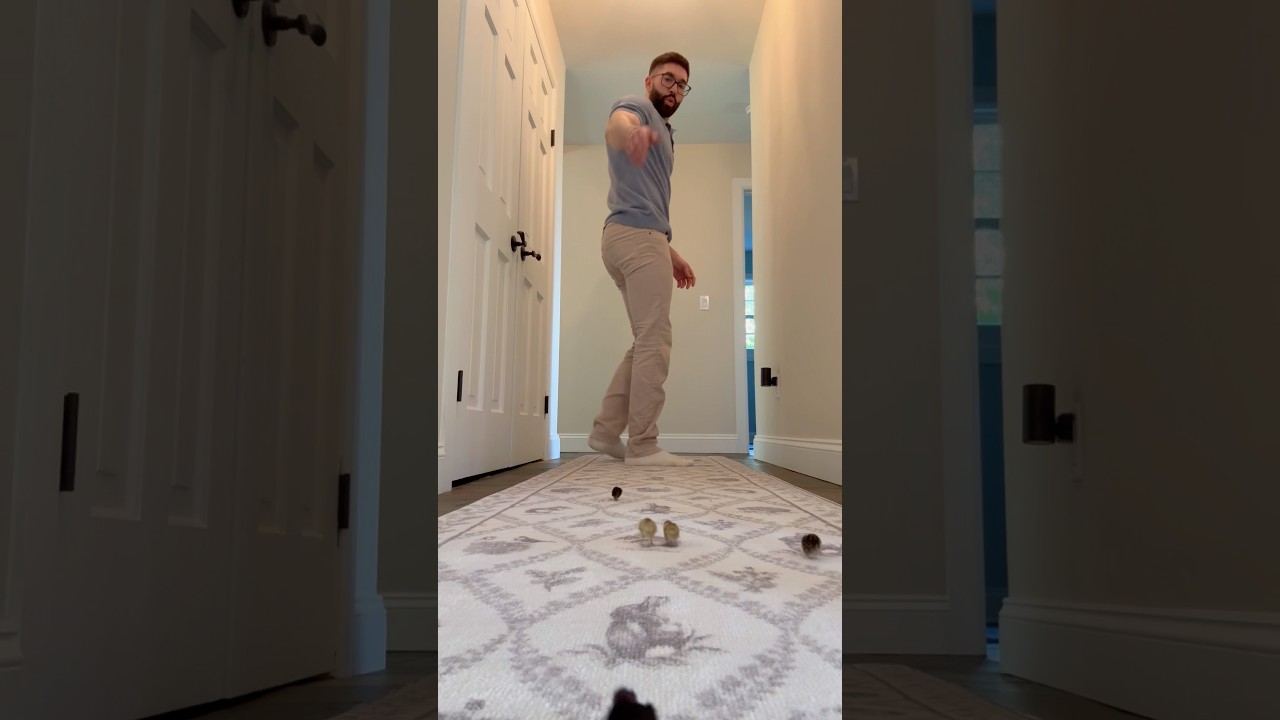 Тейлор и Кэндис не самые лучшие слушатели 😅 #милоеживотное #мило #фермерскаяжизнь #милыеживотные ...