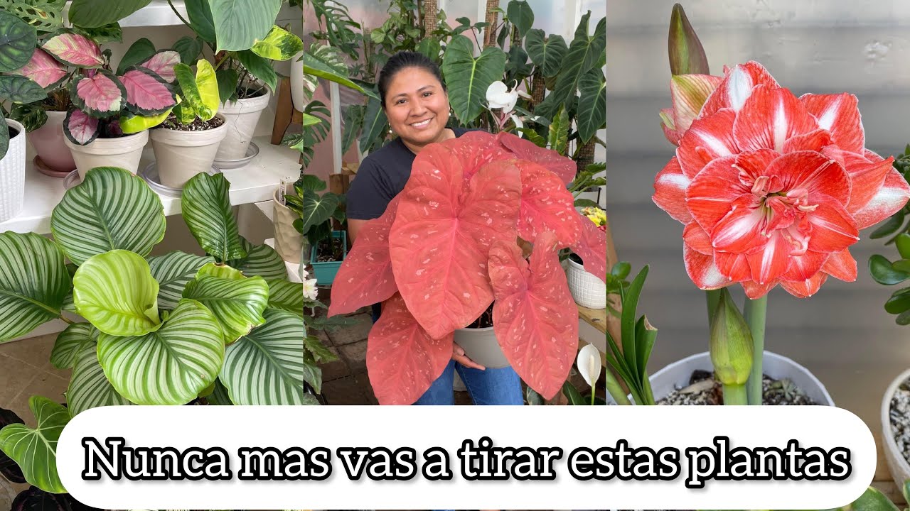 NUNCA MAS VAS A TIRAR ESTAS PLANTAS  Plantas que reposan