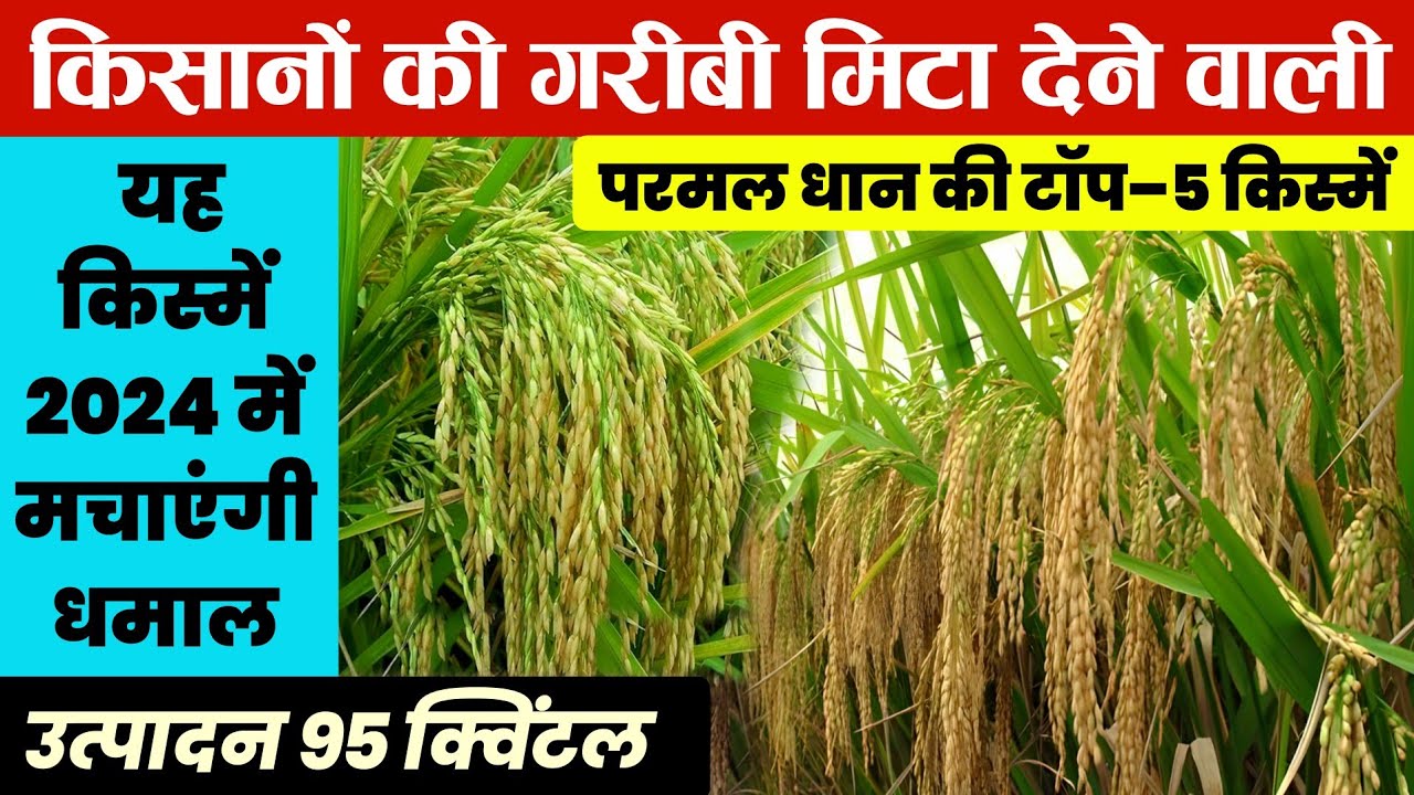 PR परमल धान की टॉप 5 बेस्ट वैरायटी |🌾धान की बेस्ट👌 वैरायटी | Dhaan ki top 5 variety | dhaan ki kheti