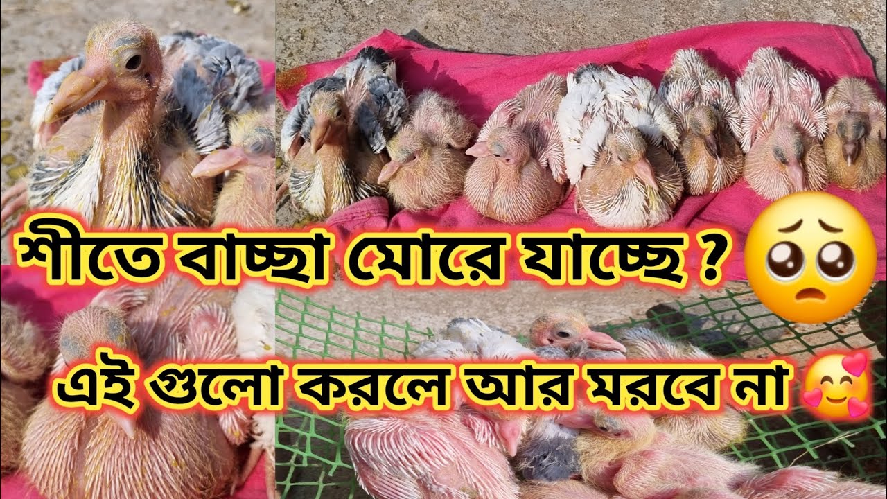 আর বাচ্চা মরবে না 🥰 এই জিনিস গুলো করুন বাচ্ছা থাকবে সুস্থ 🥰