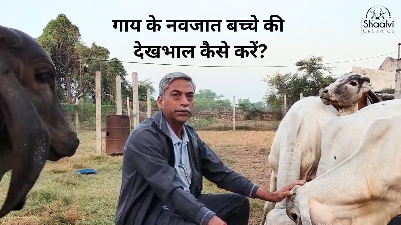 गाय के नवजात बच्चे की देखभाल कैसे करें ? Care for Cow's Baby #cowvideos