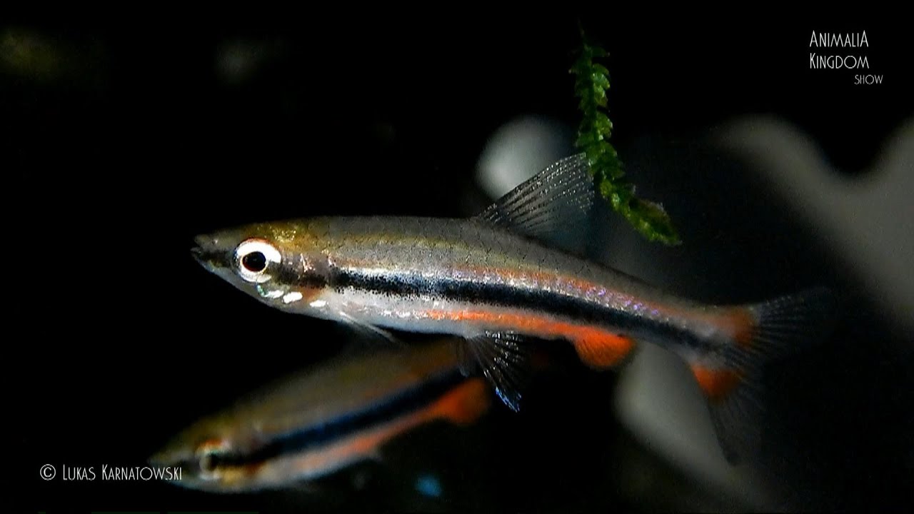 Golden Pencilfish (Nannostomus beckfordi) - Animalia Kingdom Show