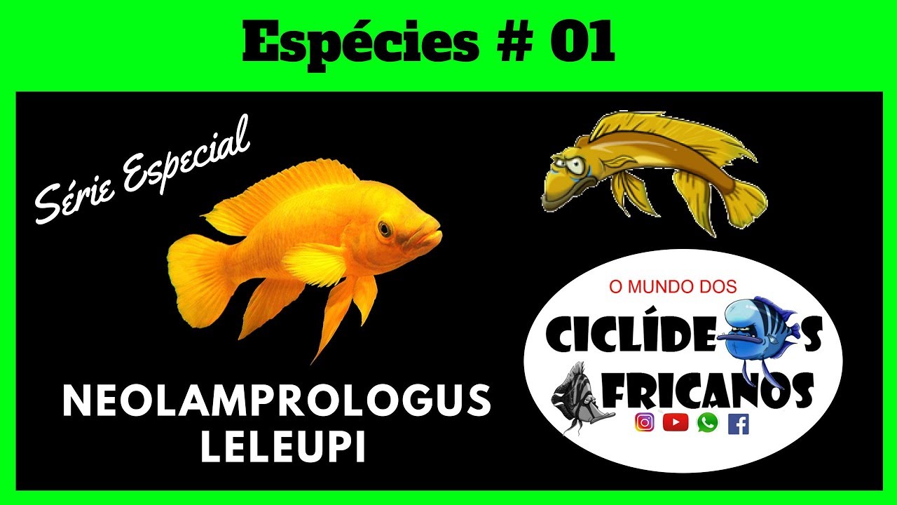 S&eacute;rie: Esp&eacute;cies #01  - Neolamprologus Leleupi